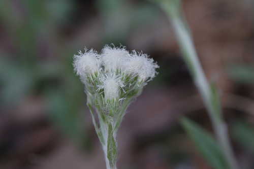 Antennaria plantaginifolia #1